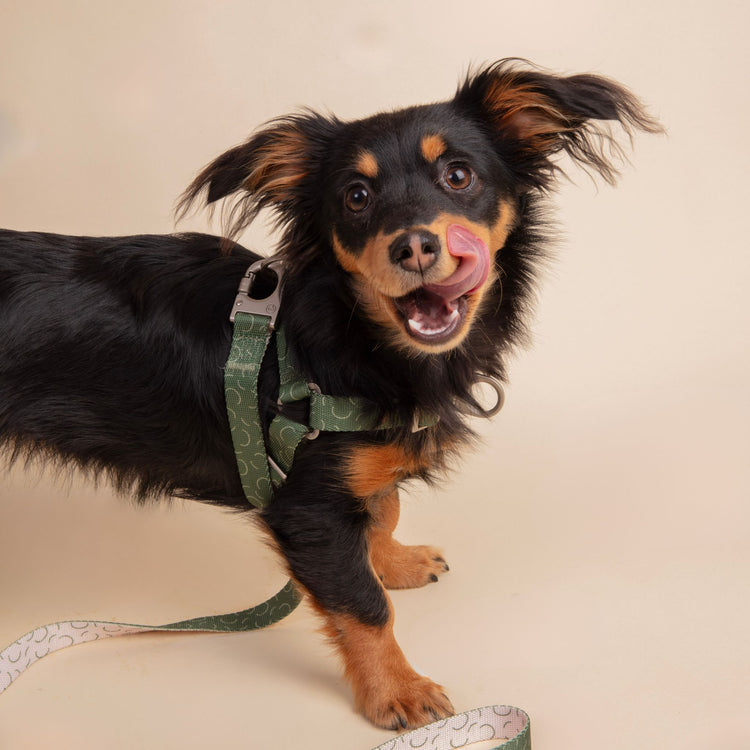 Fur Sie Dog Harness - Sabine