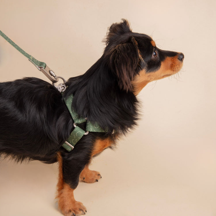 Fur Sie Dog Harness - Sabine