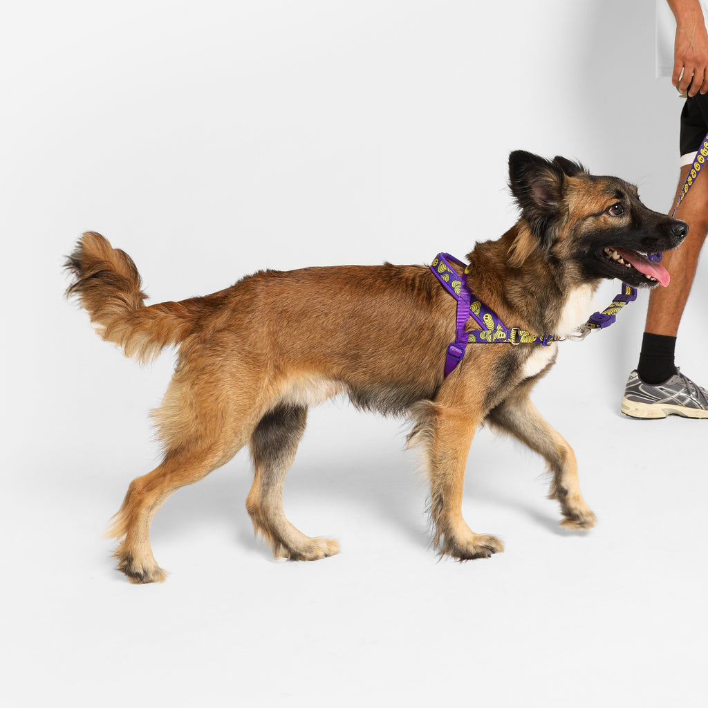 Zee.Dog – Zmiley SofterWalk Harness – No-Pull